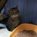 愛嬌たっぷりのブサワカなキジトラくん(^^)