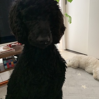 スタンダードプードル8ヵ月