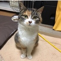 おっとりで控えめ、飼いやすさ抜群の縞三毛ちゃん