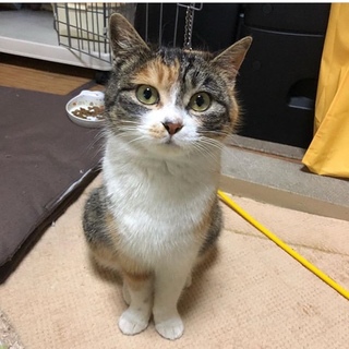 おっとりで控えめ、飼いやすさ抜群の縞三毛ちゃん