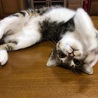 の写真
