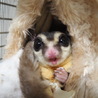 フクロモモンガオス6歳 サムネイル2