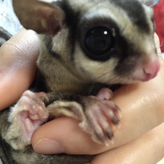 フクロモモンガオス6歳