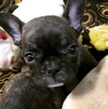 フレンチブルドッグ子犬里親募集