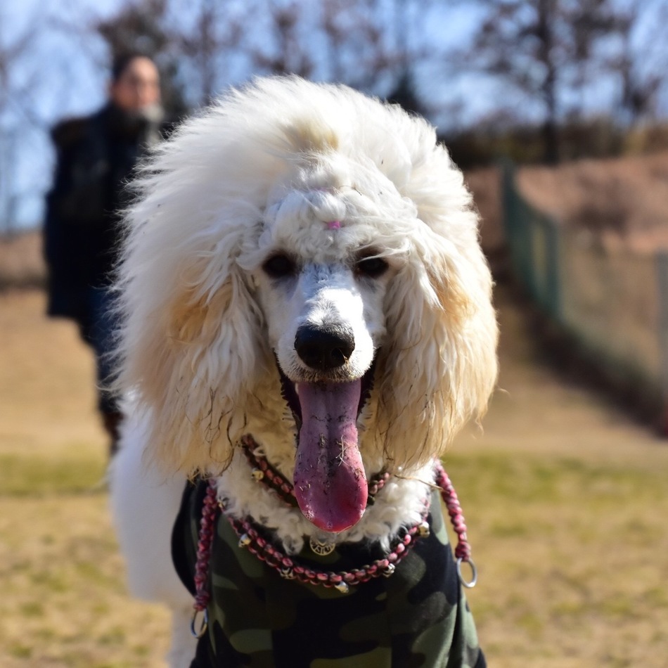 トルクのカバー写真
