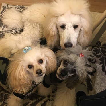 いつもぎゅうぎゅう。狭い場所の取り合いからの分け合い。