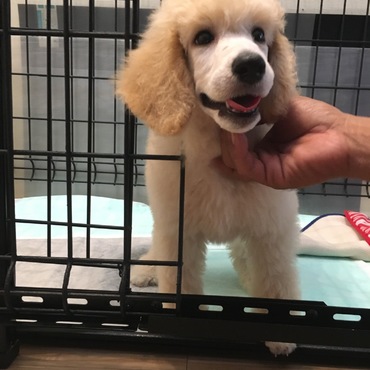 2018年7月20日 お家へ来た日。