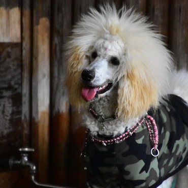 ドックランの水飲み場占領中