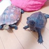 かめゆき さん