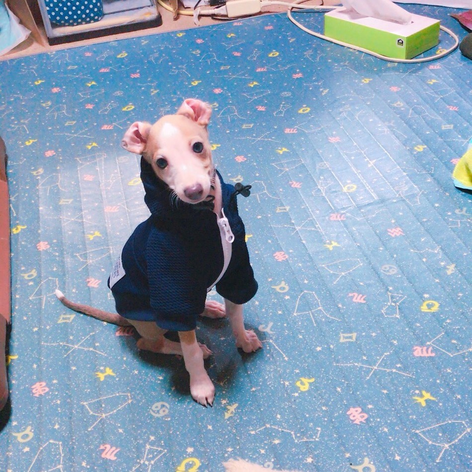 Mileのカバー写真