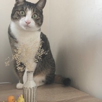 セキネ