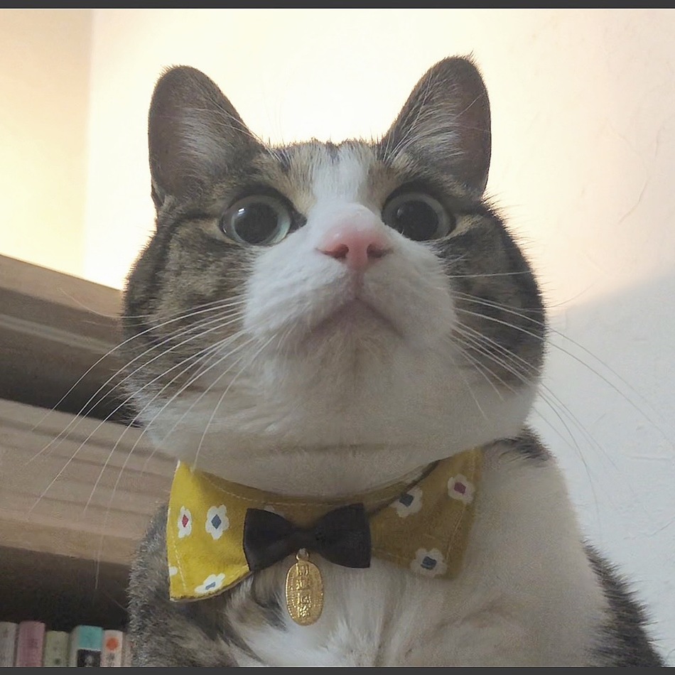 セキネのカバー写真