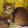 兄妹一緒に譲渡されました！茶トラ君♡ サムネイル3