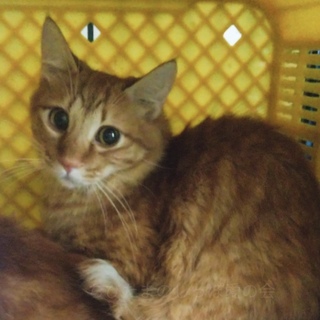 兄妹一緒に譲渡されました！茶トラ君♡