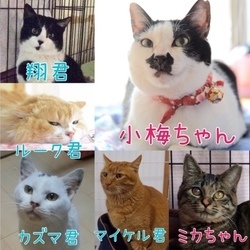 ねこ譲渡会(武田ミシン2階)