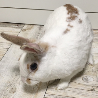 幸せウサギになりました(#^.^#)