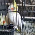 つがいのオカメインコ