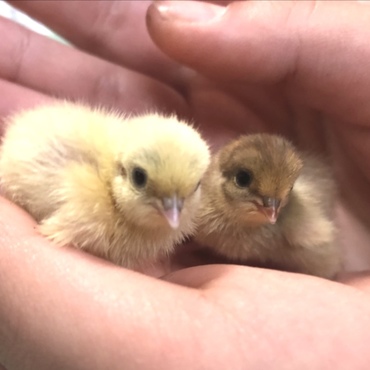 リラ♀とスノー♂の子産まれました!