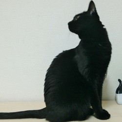 「監視する猫」サムネイル2