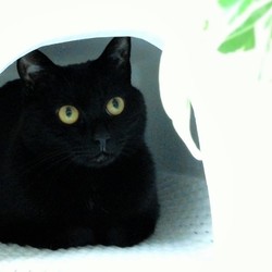 「監視する猫」サムネイル3