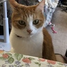たま
