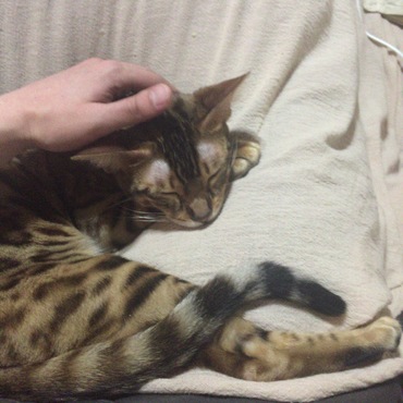 ランプの写真
