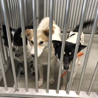 里親様が決まりました♡有難うございました！