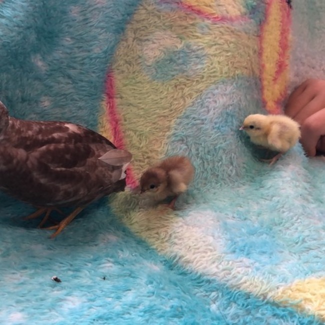 kipikoのカバー写真