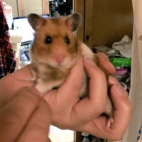 ココ