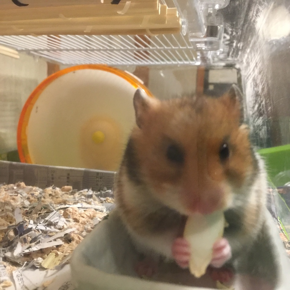 ココのカバー写真