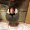 ぶんちゃん