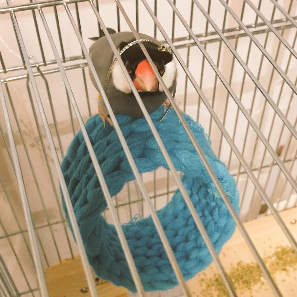 ぶんちゃんのカバー写真