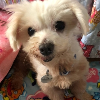 静かで穏やかな甘えん坊のはる君