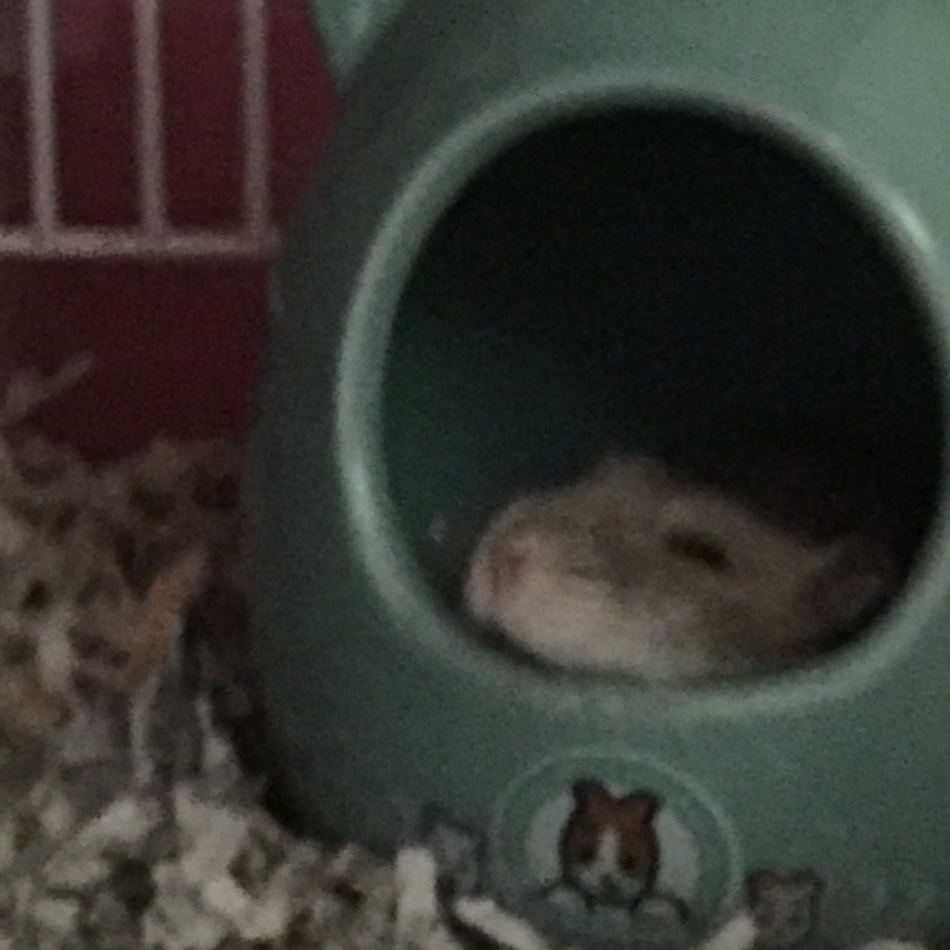 むむちゃんのカバー写真