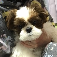 詠心