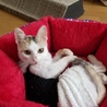 catdogeid さん