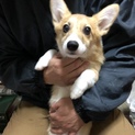 コーギーのサーモンちゃん