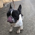 再募集！フレブルのここちゃん