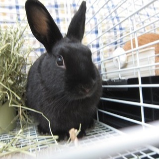 保護うさぎさん ソルちゃん