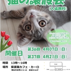 明石【猫の譲渡会】猫まみれwithカーロ 第37回