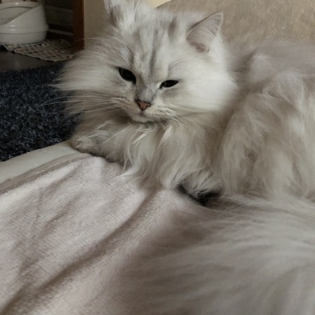 ねこのいえのカバー写真