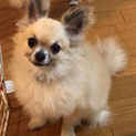 チワワ リヨン 4歳