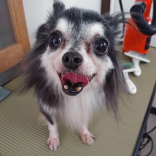 可愛いロングチワワの女の子です