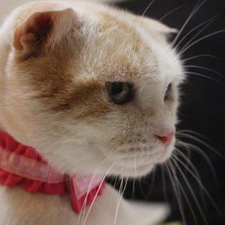 ブリーダー放棄猫スコテッシュの弥生ちゃん