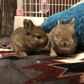 赤ちゃんうさぎ