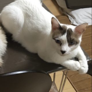 甘えん坊 ルキくん 里親さん募集！