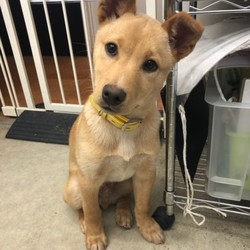 犬猫譲渡会 サムネイル1