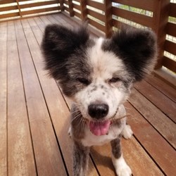 犬猫譲渡会 サムネイル2