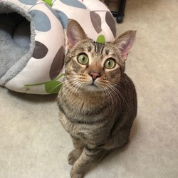 犬猫譲渡会 サムネイル3