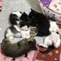 1ヶ月半の仔猫ちゃん達です<募集一旦停止します>
